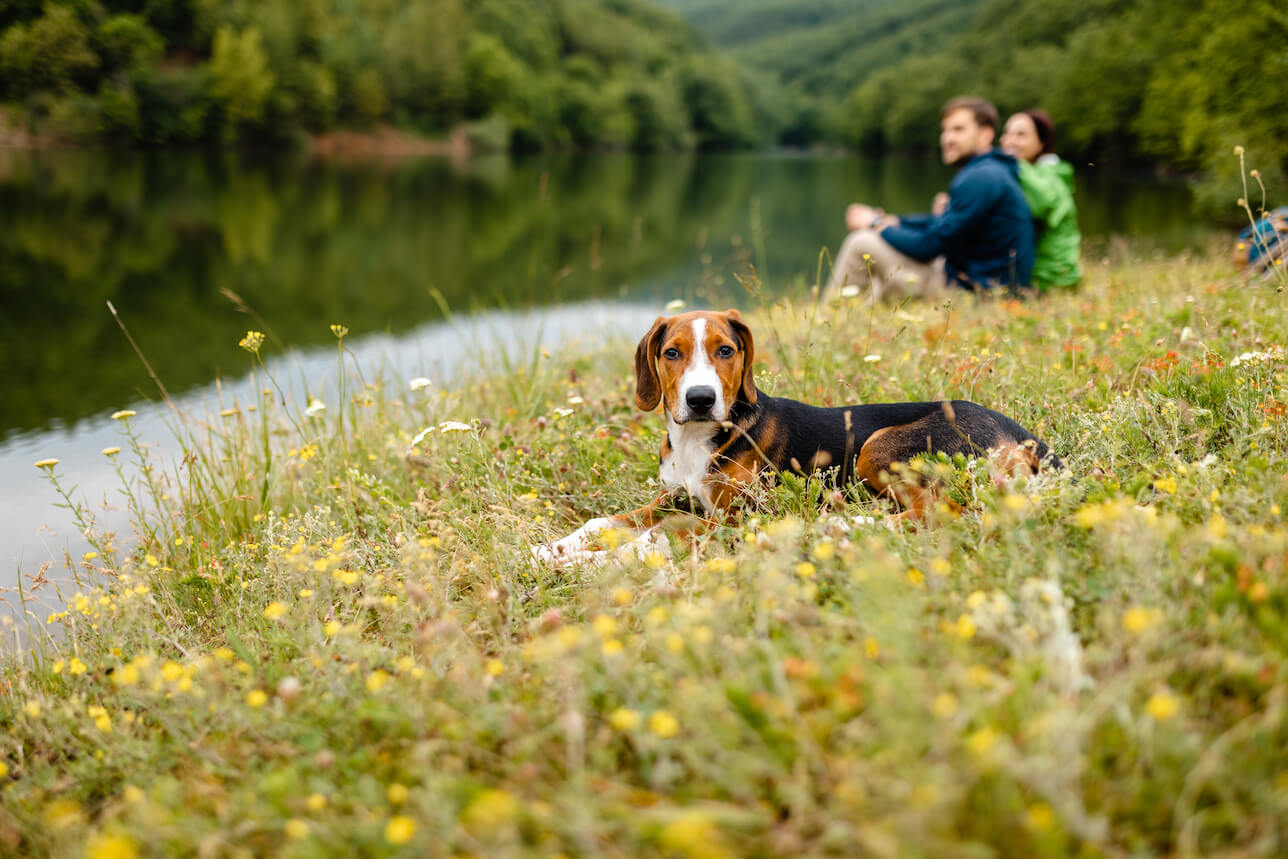 5 easy ways to be a more ecofriendly pet parent