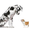 Selecting the perfect dog breed for your family: size matters