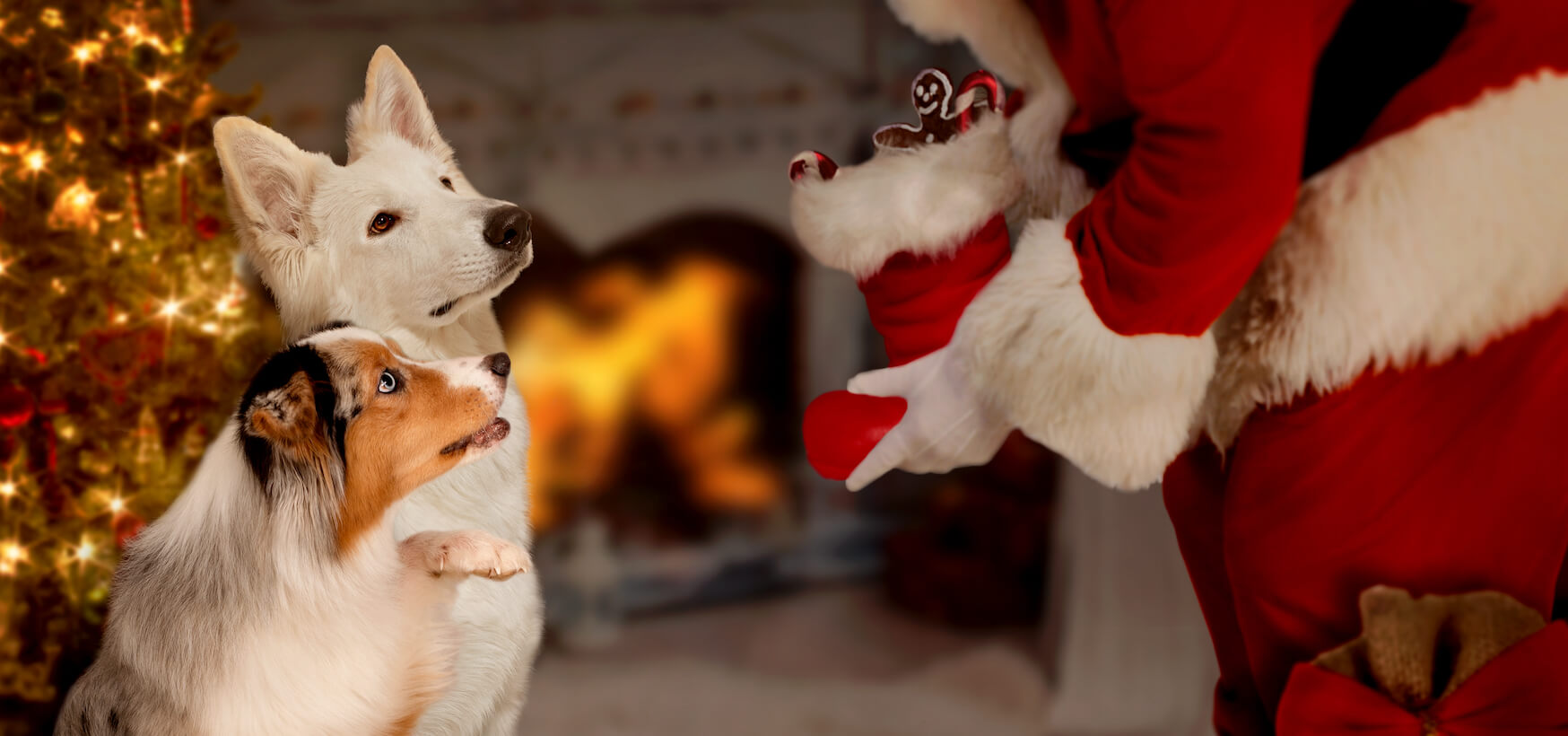 Help dogs get along this Holiday season with our 6 easy tips
