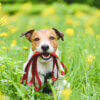 Spring cleaning: how often to clean a dog’s equipment 