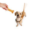 A healthy dog treat recipe to bake this Fall