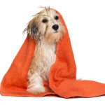 Avoiding wet dog woes: tips to keep your dog comfortable on rainy days