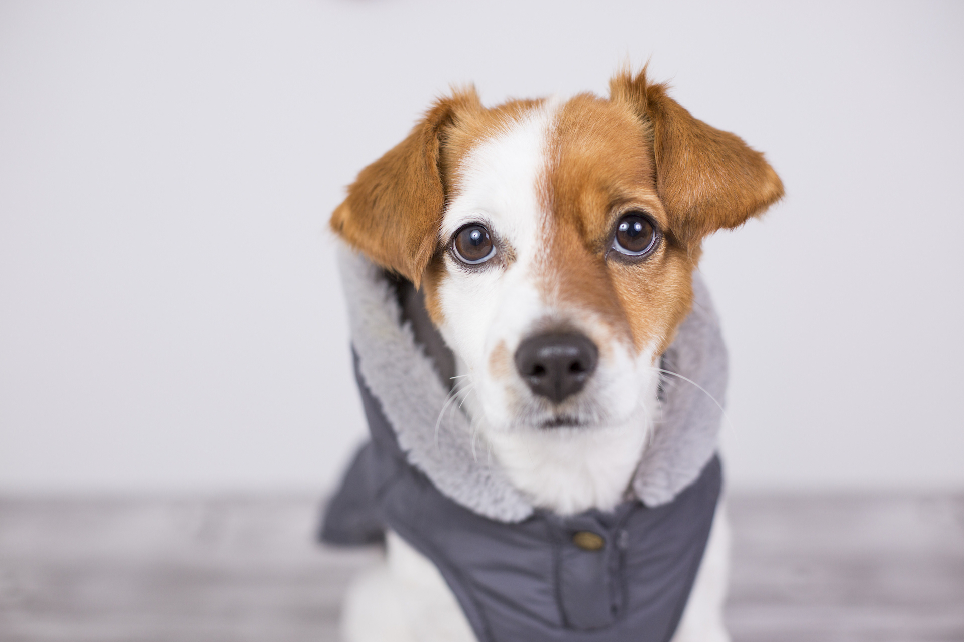 Dog coats: should your dog be wearing one in winter?